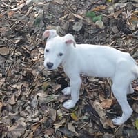 YUKEE, chiot femelle Berger Créole, chienne à adopter