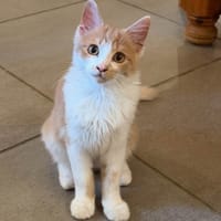 Bretzel*, chat à adopter