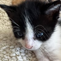 Koby, chat à adopter