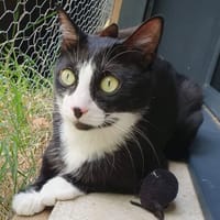 enola, chatte à adopter