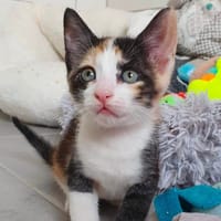 Maelia, chatte à adopter