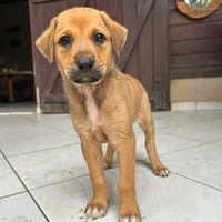 ✨️ TASHA ✨️ 🐶, chienne à adopter