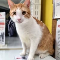 ✨️ ENZO ✨️ 🐱, chat à adopter