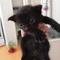 Kuro, chat à adopter