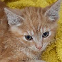 BASIL, chat à adopter