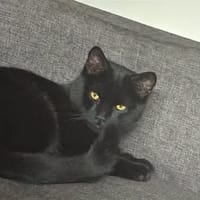 Crystal, chat à adopter