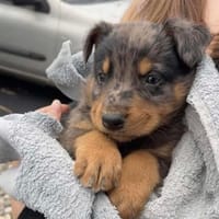 BALOU, chien à adopter