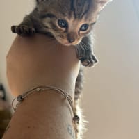 boreas, chat à adopter