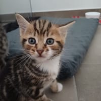 bueno, chat à adopter