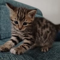 boheme, chatte à adopter