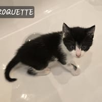 Roquette, chatte à adopter