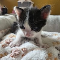 brise, chatte à adopter