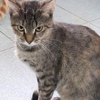 ✨️ ODELIA ✨️ 🐱, chatte à adopter