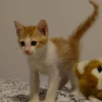 ✨️ MOO ✨️ 🐱, chat à adopter