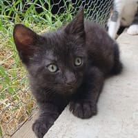 Naïko, chat à adopter