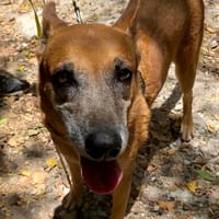 ✨️ MALIA ✨️ 🐶, chienne à adopter