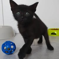 Pimsy, chat à adopter