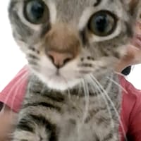 ✨️ VIOLETTE ✨️ 🐱, chatte à adopter