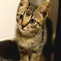 ✨️ KAÏ ✨️ 🐱, chat à adopter