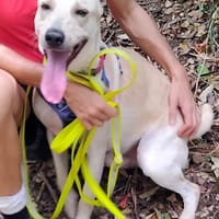 ✨️ FRANKLIN ✨️ 🐶, chien à adopter