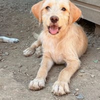 serfer, chien à adopter
