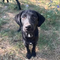 steven, chien à adopter