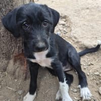phoebe, chienne à adopter