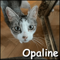 Opaline, chatte à adopter