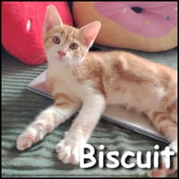 Biscuit, chat à adopter