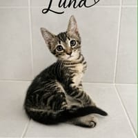 LUNA, chatte à adopter
