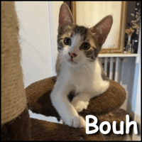 Bouh, chat à adopter