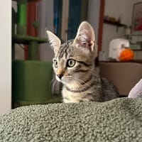 BOOBY, chatte à adopter