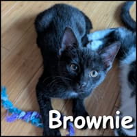 Brownie, chat à adopter