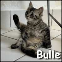 Bulle, chatte à adopter