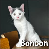 Bonbon, chat à adopter