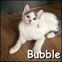 Bubble, chat à adopter