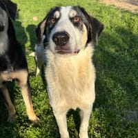woo, chien à adopter