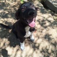 tzatzikis, chien à adopter