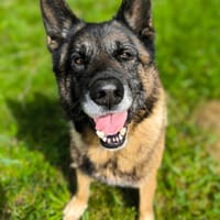 REX, chien à adopter