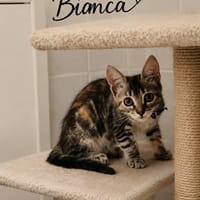 BIANCA, chatte à adopter