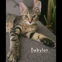 BABYLON, chatte à adopter