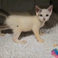 ✨️ MOUSSON ✨️ 🐱, chat à adopter