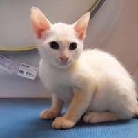 ✨️ ZEPHYR ✨️ 🐱, chat à adopter