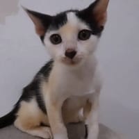 ✨️ NESTOR ✨️ 🐱, chat à adopter