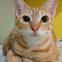 ✨️ DORY ✨️ 🐱, chatte à adopter