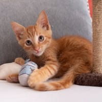 ✨️ COOPER ✨️ 🐱, chat à adopter