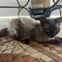 ✨️ MAHA ✨️ 🐱, chatte à adopter