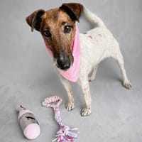 Roxi -Charmante Hundedame sucht ein liebevolles Zuhause!, Hündin zur Adoption