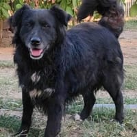 LENNOX jetzt auf PS in 65597 Hünfelden, Hund zur Adoption