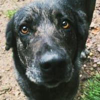 Mirabelle - freundliche Hundedame, Hündin zur Adoption